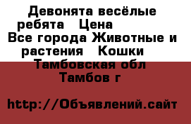 Девонята весёлые ребята › Цена ­ 25 000 - Все города Животные и растения » Кошки   . Тамбовская обл.,Тамбов г.